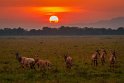 099 Masai Mara, lierantilopes